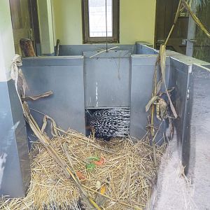 Indoor housing for Cape porcupines, 2022-01-02
