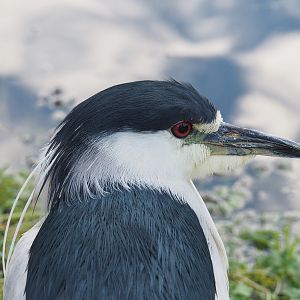 Black-crowned night heron (Nycticorax nycticorax nycticorax), 2022-01-02