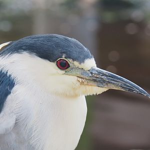 Black-crowned night heron (Nycticorax nycticorax nycticorax), 2022-01-02