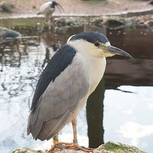 Black-crowned night heron (Nycticorax nycticorax nycticorax), 2022-01-02
