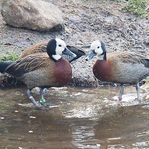 White-faced whistling ducks (Dendrocygna viduata), 2022-01-02