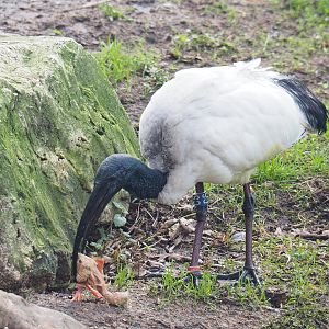 African sacred ibis (Threskiornis aethiopicus), 2022-01-02