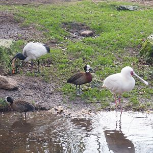African sacred ibis (Threskiornis aethiopicus), White-faced whistling ducks (Dendrocygna viduata) and African spoonbills (Platalea alba), 2022-01-02