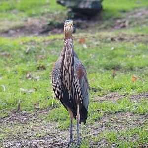 Purple heron (Ardea purpurea), 2022-01-02
