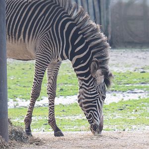 Grévy's zebra (Equus grevyi), 2022-01-02