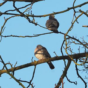 Wild Common wood pigeons (Columba palumbus), 2022-01-02
