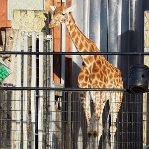 Kordofan giraffe (Giraffa camelopardalis antiquorum), 2022-01-02