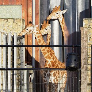 Kordofan giraffes (Giraffa camelopardalis antiquorum), 2022-01-02