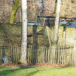 Holding aviary for Helmeted guineafowl, 2022-01-02