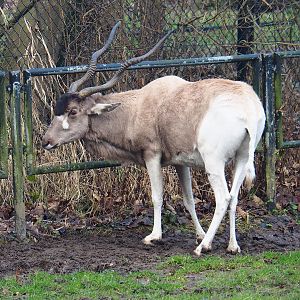 Addax (Addax nasomaculatus), 2022-01-02