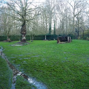 Sudan cheetah exhibit, 2022-01-02