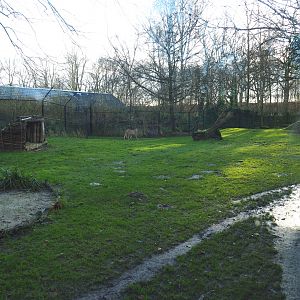 Sudan cheetah exhibit, 2022-01-02
