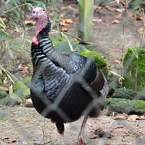 Domestic turkey (Meleagris gallopavo domesticus), 2022-01-02