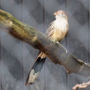 Guira cuckoo (Guira guira), 2022-01-02