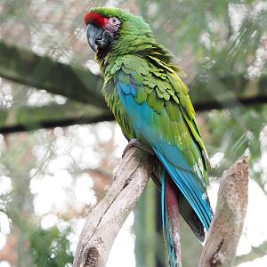 Mexican military macaw (Ara militaris mexicana), 2022-01-02
