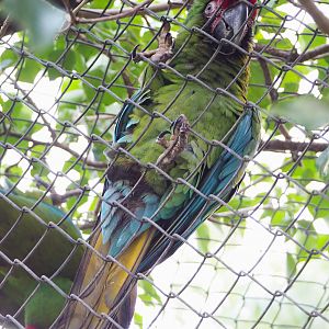 Mexican military macaw (Ara militaris mexicana), 2022-01-02