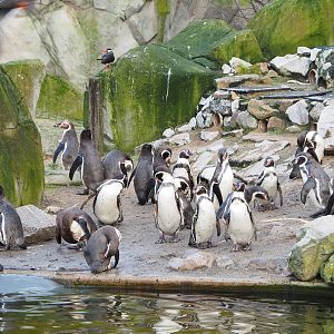 Humboldt penguins (Spheniscus humboldti), 2022-01-02