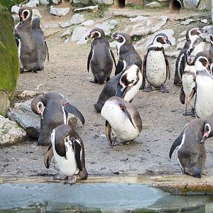 Humboldt penguins (Spheniscus humboldti), 2022-01-02
