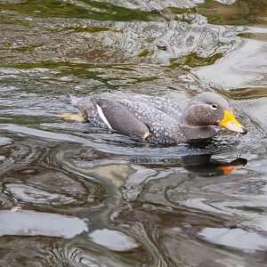 Magellanic fligtless ssteamer duck (Tachyeres pteneres), 2022-01-02