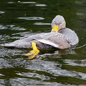 Magellanic fligtless ssteamer duck (Tachyeres pteneres), 2022-01-02