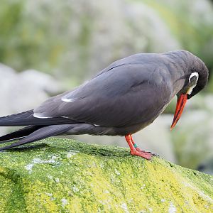 Inca tern (Larosterna inca), 2022-01-02