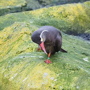 Inca tern (Larosterna inca), 2022-01-02
