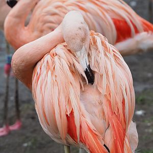 Chilean flamingo (Phoenicopterus chilensis), 2022-01-02