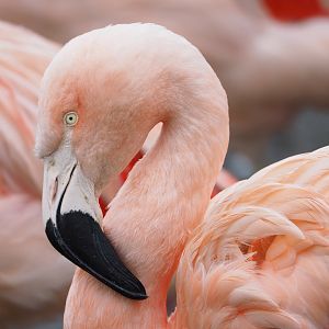 Chilean flamingo (Phoenicopterus chilensis), 2022-01-02