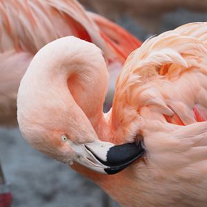 Chilean flamingo (Phoenicopterus chilensis), 2022-01-02