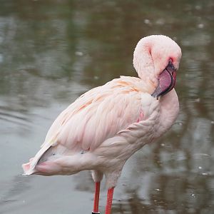 Lesser flamingo (Phoeniconaias minor), 2022-01-02