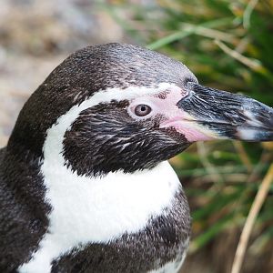 Humboldt penguin (Spheniscus humboldti), 2022-01-02