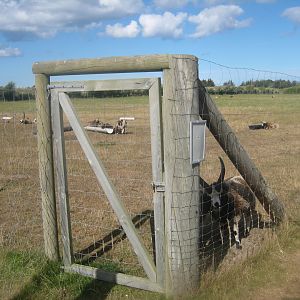 Fun-Park - Sheep exhibit #2
