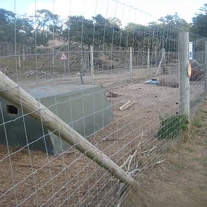 Fun-Park - Vietnamese potbelly pig exhibit