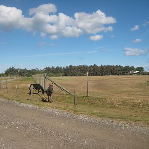 Fun-Park - Donkey exhibit