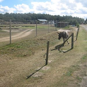 Fun-Park - Donkey exhibit
