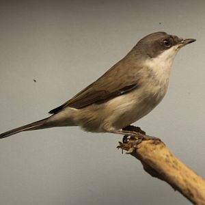 Lesser whitethroat