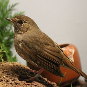 Rufous-tailed robin