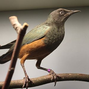 Chestnut-bellied starling