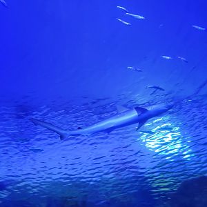 Unidentified Shark species (SeaWorld Orlando 2022)