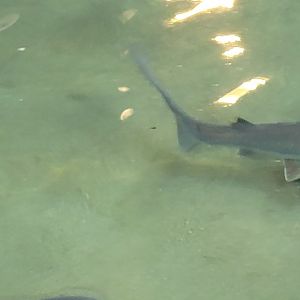 Shark id (SeaWorld Orlando 2022)