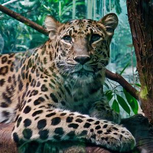 Amur Leopard (Panthera pardus orientalis) "Khazo"