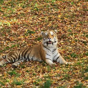 Siberian Tiger (Panthera tigris tigris subpopulation/ Panthera tigris altaica) "Aniken"