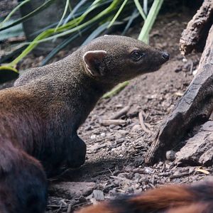 Ring-Tailed Vontsira (Galidia elegans)