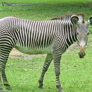 Grevy's Zebra (Equus grevyi)
