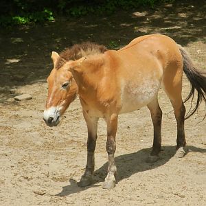 Przewalski's Horse (Equus ferus przewalskii)