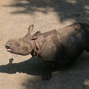 Indian Rhinoceros (Rhinoceros unicornis) "Patrick"