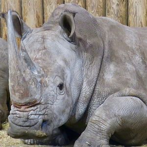 Southern White Rhinoceros (Ceratotherium simum simum)