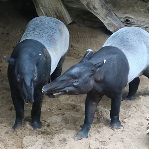 Malayan Tapir (Tapirus indicus)