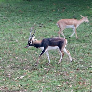 Blackbuck (Antilope cervicapra)