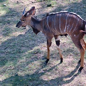 Nyala (Tragelaphus angasii)